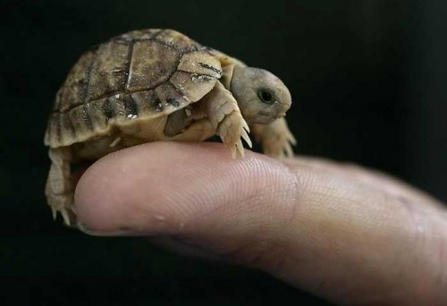 mini tortue