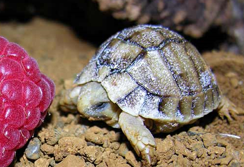 mini tortue