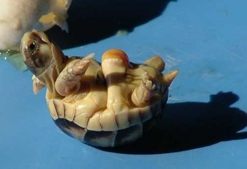bébé tortue