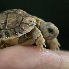 Mini tortues