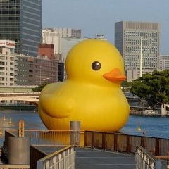 Photo : Canards géants Rubber Duck