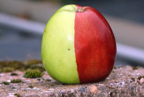 pomme rouge et verte