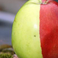 Photo : Pomme bi-colore