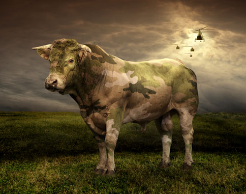 taureau en camouflage