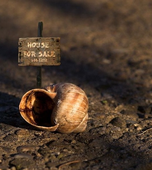 maison coquille escargot