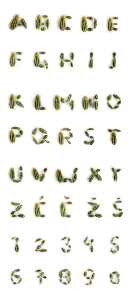 alphabet cactus