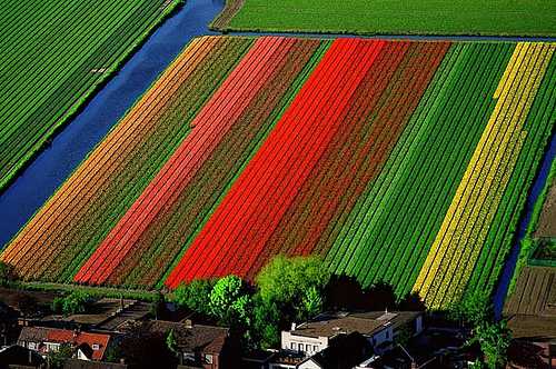 champs tulipes