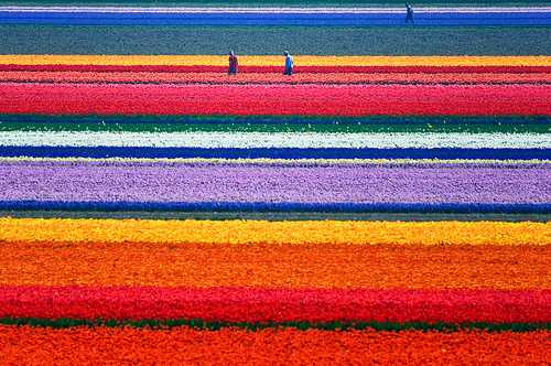 champs tulipes