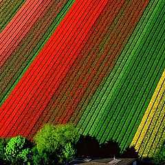 Champs de tulipes