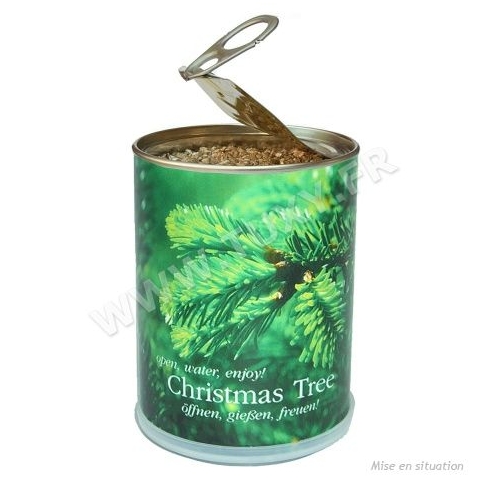sapin noël à faire pousser
