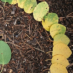 Vie d'une feuille