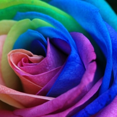 Photo : Roses multicolores