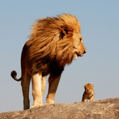 Photo : Mufasa et Simba : photo !