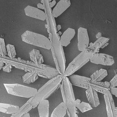 Photo : Flocon de neige au microscope