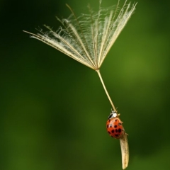 Coccinelle en parachute