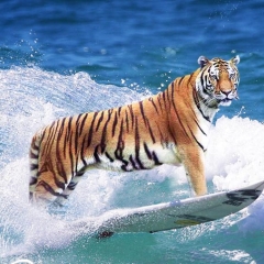 Tigres surfeurs