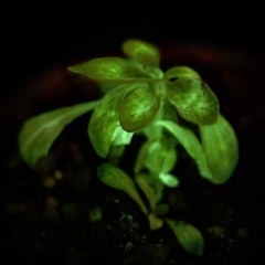 Photo : La première plante lumineuse