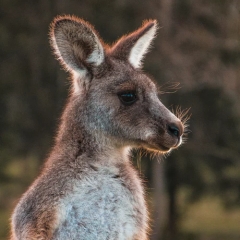 Photo : Comment organiser un voyage en Australie ?