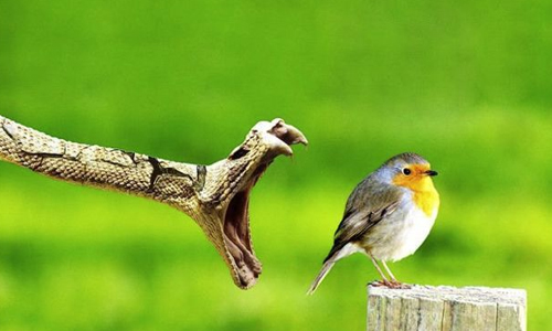 oiseau-repas photo anonyme