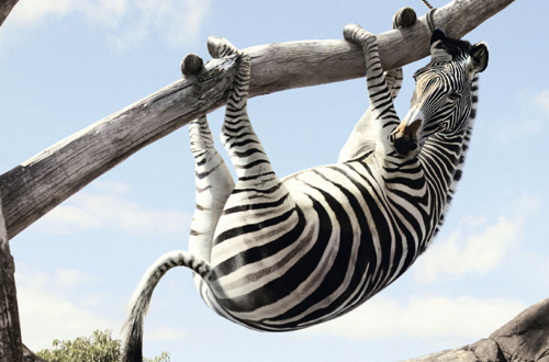 zoo