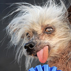 Photo : Le chien le plus laid du monde 2009