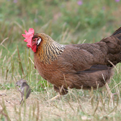 Et mon forum, c'est du poulet ?