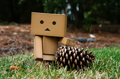 Danboard : pomme de pin