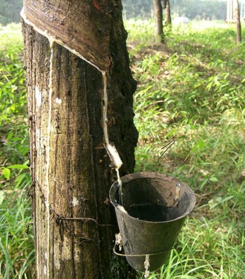 Photo d'arbre hevea-latex