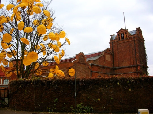 photo de l'arbre Happy bloom