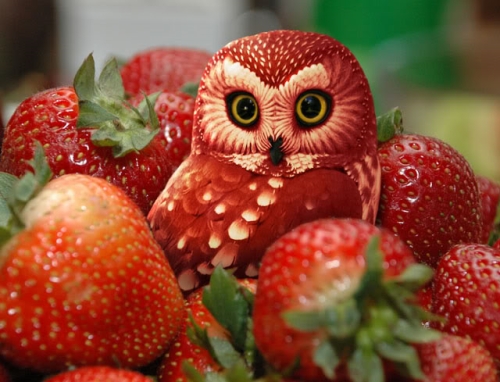 photo : une chouette et des fraises