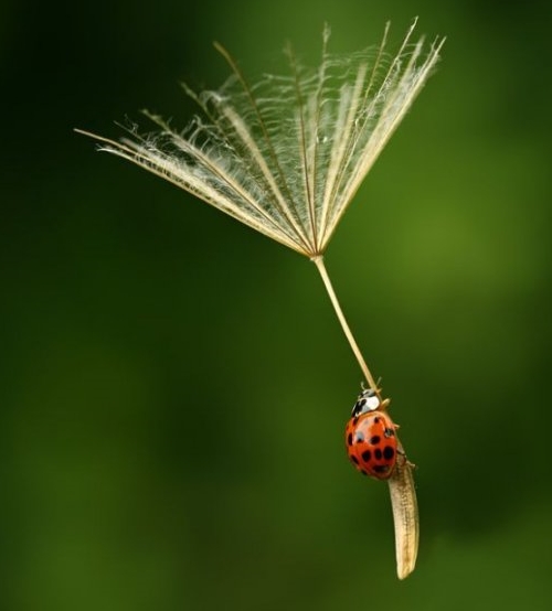 photo d'une coccinelle en parachute