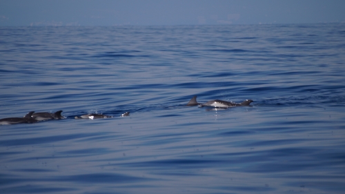 Dauphins bleu blanc en mer (photo)