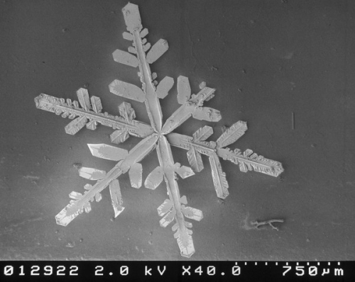 photo : un flocon de neige vu au microscope