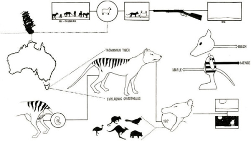 photo des jouets en bois Extinct Toys