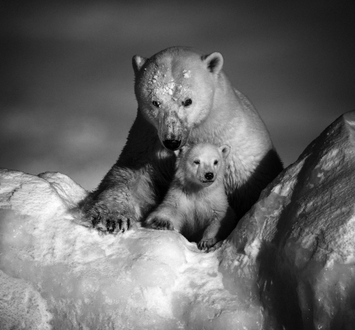 Ours polaires par Laurent Baheux (photo)