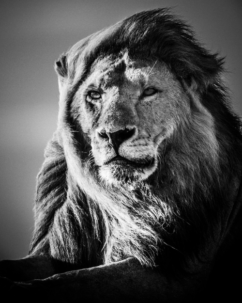 Le lion par Laurent Baheux (photo)