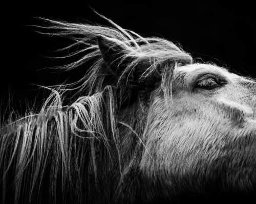 Cheval par Laurent Baheux (photo)