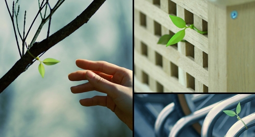 photos des Leaf tie