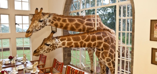 photo des girafes au manoir