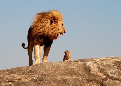 Mufasa et Simba : photo