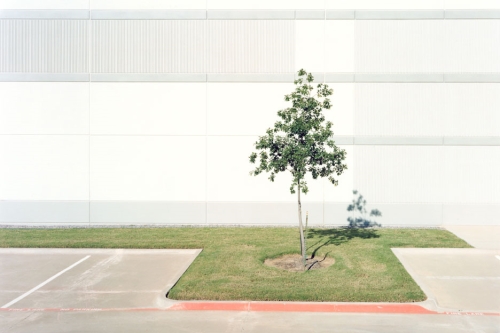 arbres en zone commerciale