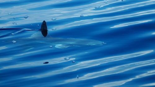 Poisson lune (photo)