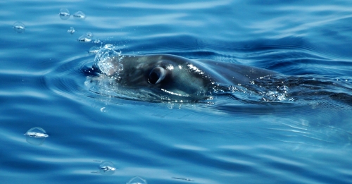 Le poisson lune en Méditerranée (photo)