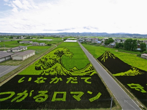 photo : champs de riz au Japon