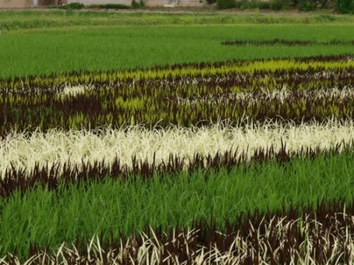 photo : champs de riz au Japon