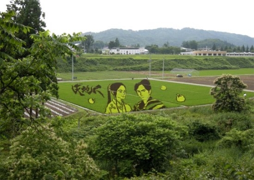 photo : champs de riz au Japon