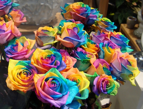 Roses multicolores