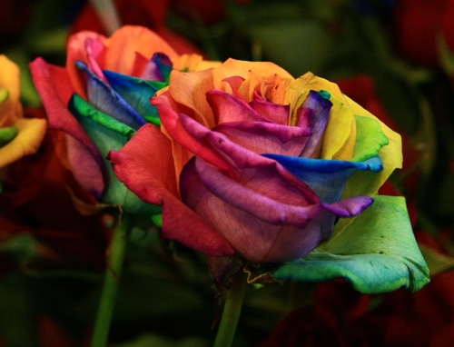 Roses multicolores