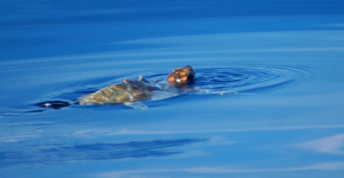 Tortue marine (photo)